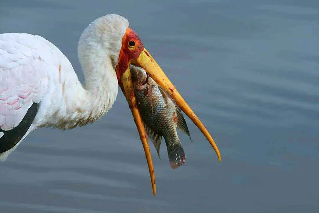 Yellow-billed stork